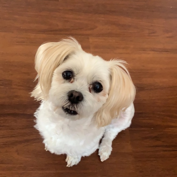 Meet your Posher, Candace - Picture 1 of 1